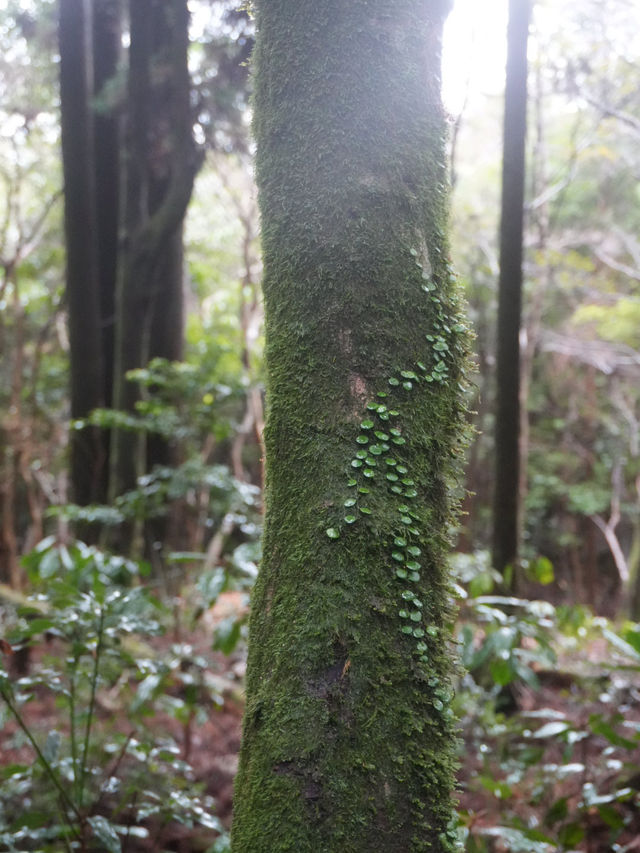 서귀포 치유의 숲 방문 후기 🌲🍃