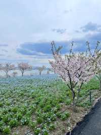  Nemophila Festival งานเทศกาลดอกไม้โอซาก้า