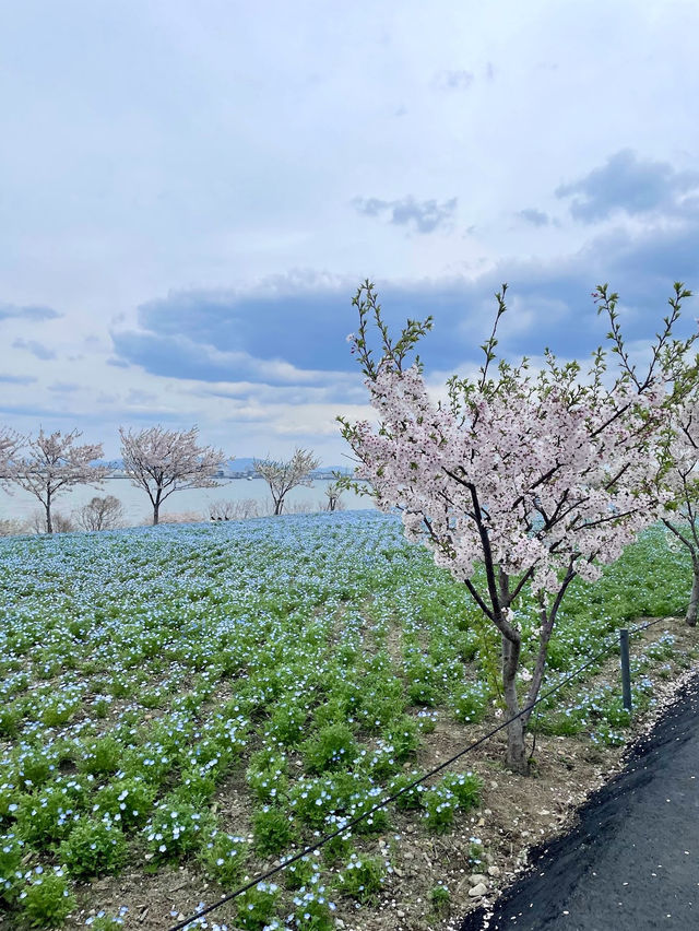  Nemophila Festival งานเทศกาลดอกไม้โอซาก้า