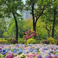 「蝴蝶灣公園～繡球花海」