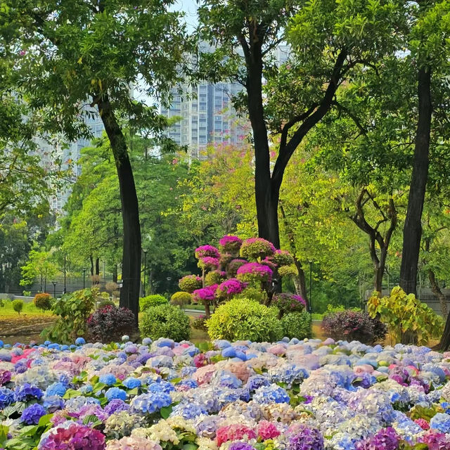 「蝴蝶灣公園～繡球花海」
