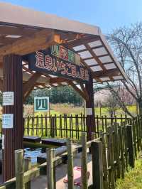【栃木 那須塩原】約300mの桜並木が綺麗な🌸千本松牧場🌸