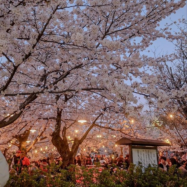 🇯🇵 Maruyama park | Dining under magnificent sakura tree 🎄