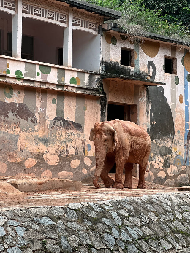 廣州市內親子遊第一推介❣️廣州動物園🥳