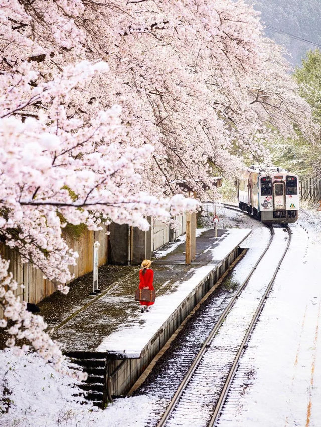 櫻花之約：當雪與花交織的詩意時刻