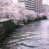 🌸中目黒桜🌸食べ歩き🚶‍♀️