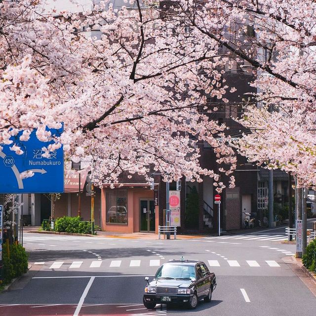 Cherry Blossom in Tokyo,Japan
