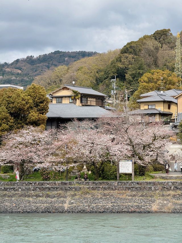 Uji Kyoto 🍵 เมืองชาเขียว