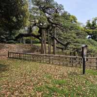 Hama-rikyu Gardens