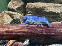 Cairns Aquarium