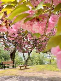 💗🌸창원 겹벚꽃 명소 창원에서 젤 이쁜 곳🌸💗