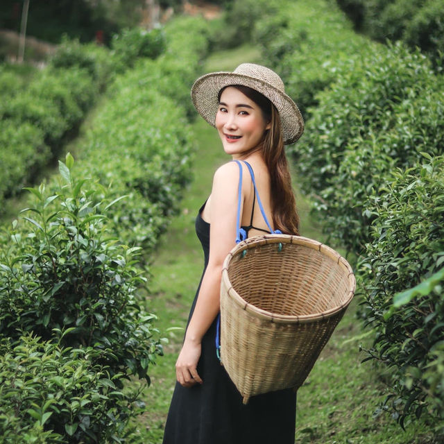 เที่ยวไร่ชาลุงเดช 