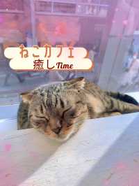 【東京】猫好き集まれ～!!かわいい猫カフェで癒されたい🤍