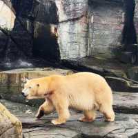 《丹麥🇩🇰 哥本哈根動物園 Copenhagen Zoo》 親子遊好去處