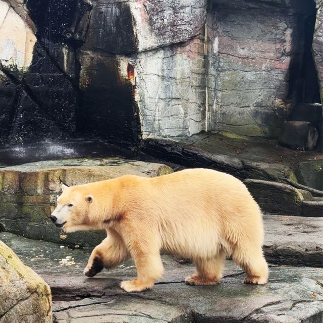 《丹麥🇩🇰 哥本哈根動物園 Copenhagen Zoo》 親子遊好去處