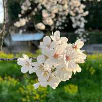 「荒子川公園：春日賞櫻，感受日本傳統元素」
