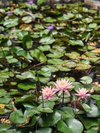 【沖縄｜沖縄市】女子旅にも子連れ旅にもおすすめ！東南植物園🌴