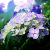 【鎌倉】長谷寺のあじさい！人気の紫陽花路を散策