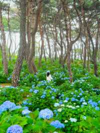 경상도 수국 모음💙💜 