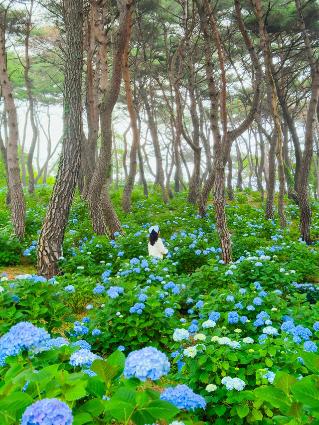 경상도 수국 모음💙💜 