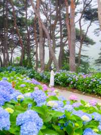 경상도 수국 모음💙💜 
