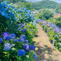 【長野県/岡谷市　色鮮やかな紫陽花が一面に広がる先には諏訪湖が見える絶景スポット✨】