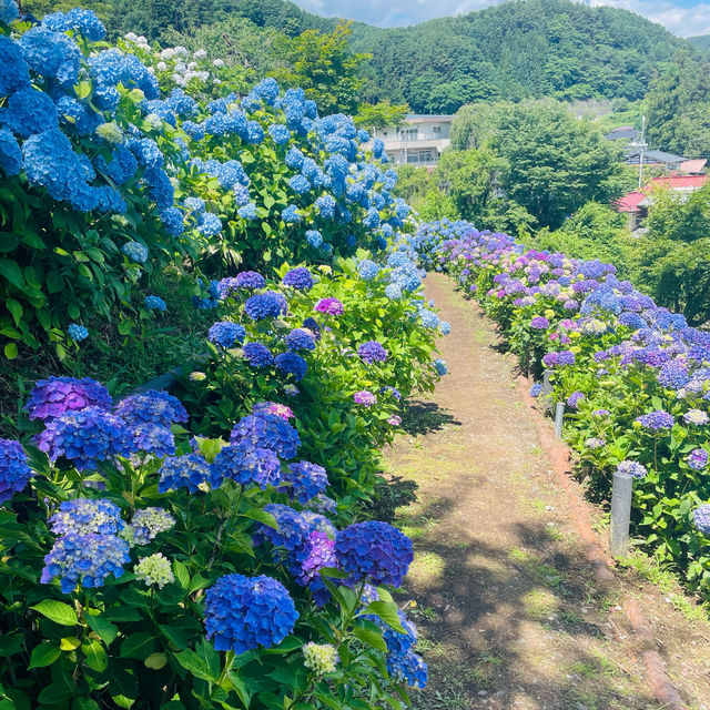 【長野県/岡谷市　色鮮やかな紫陽花が一面に広がる先には諏訪湖が見える絶景スポット✨】