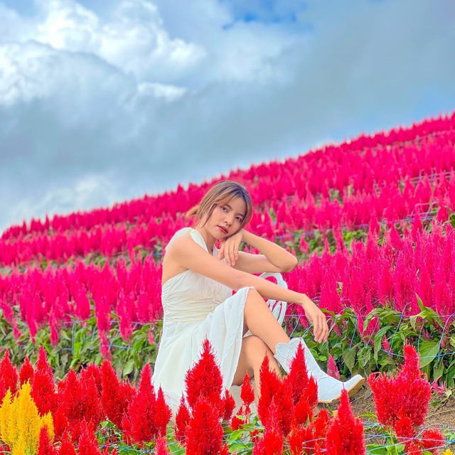 สวนดอกไม้ยอดฮิต "เขาค้อ"