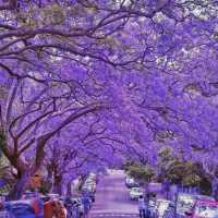 Sydney: Where Iconic Landmarks Meet Coastal Splendor