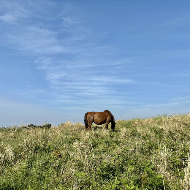 제주여행🏝️ 아홉번째 오름, 유네스코 세계문화유산 지정 용눈이오름🐉 