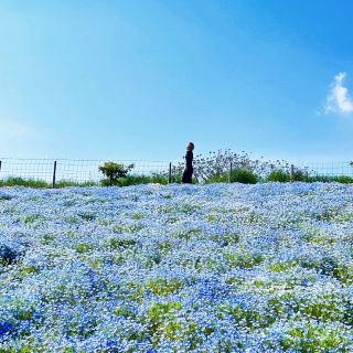 Nemophila in Japan - Baby Blue Eyes!