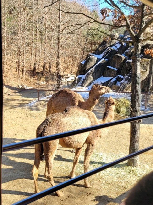 용인🤍 🎠에버랜드🎡