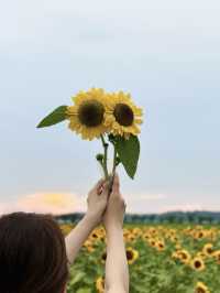 ˗ˏˋ まるでオランダ🇳🇱なひまわり畑🌻 ˎˊ˗