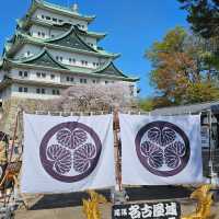 櫻花紛飛的名古屋城