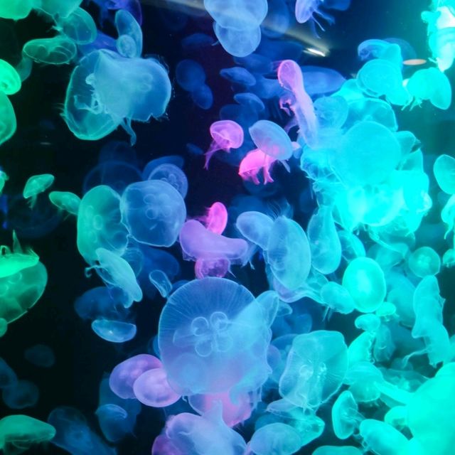 ทัวร์โลกใต้น้ำกับอควาเรียมบางแสนกันครับ 🪼🐠🦈