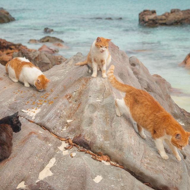 เกาะแมว สวรรค์ของเหล่าทาส! 🐈🏝