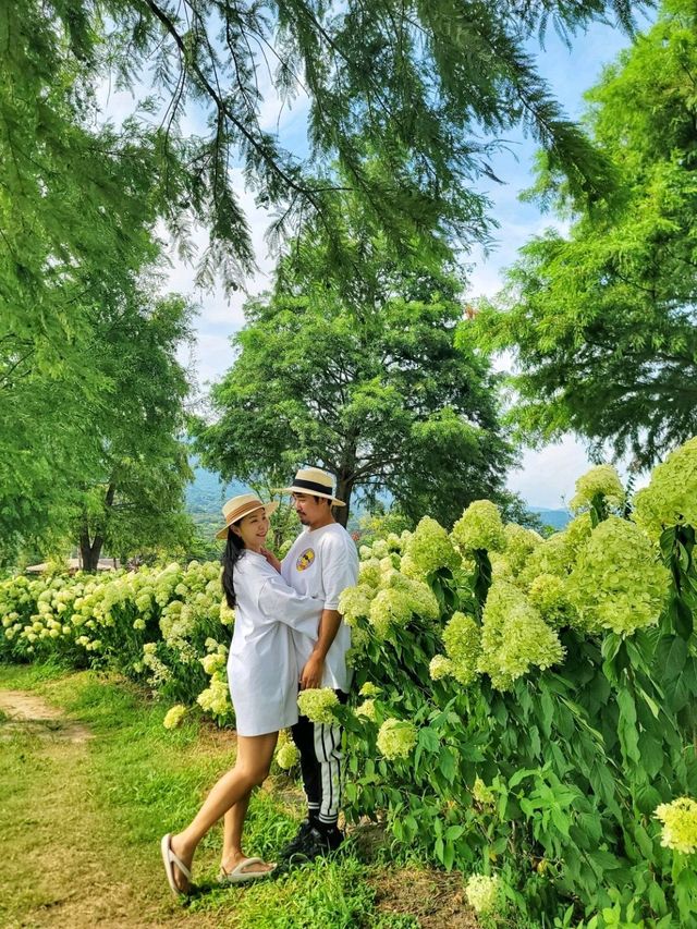 유럽수국이 예쁘게 피어나는 하동 동정호💚