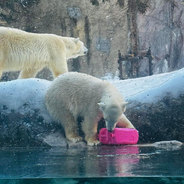 北海道旭山動物園