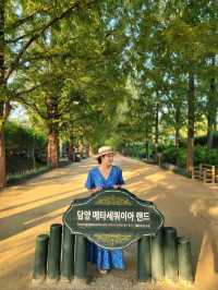 메타세콰이어숲길을 맨발로 걸어요🌲