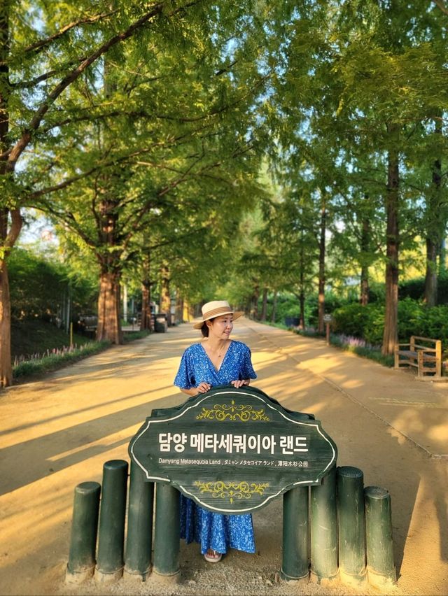 메타세콰이어숲길을 맨발로 걸어요🌲