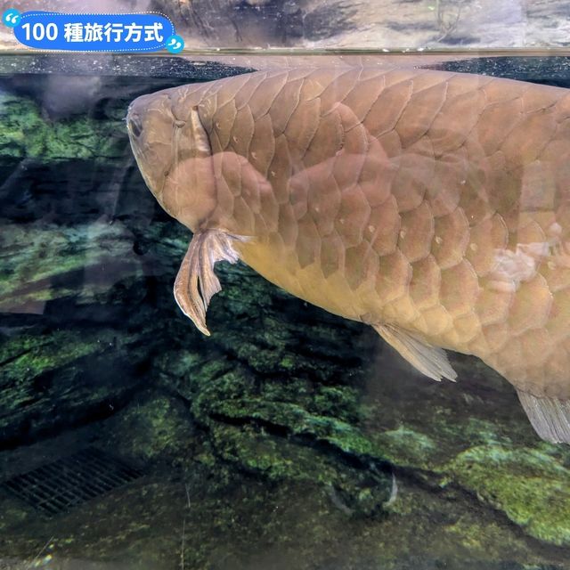 日本東京-大人小孩都喜歡的動物明星：上野動物園