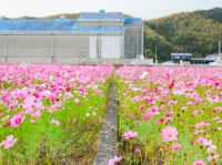 岩脇地區波斯菊花田