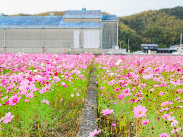 岩脇地區波斯菊花田