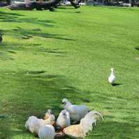 ป้าบุญ คาเฟ่ชลบุรี
