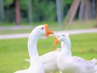 เที่ยวชมสัตว์ที่ (Viva Foresta Farm)