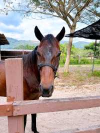 A Fun Day of Animal Encounters at Bentong Farm