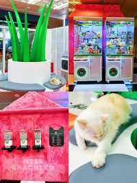 ⭐️又擼乖巧貓咪🐈🐈⬛