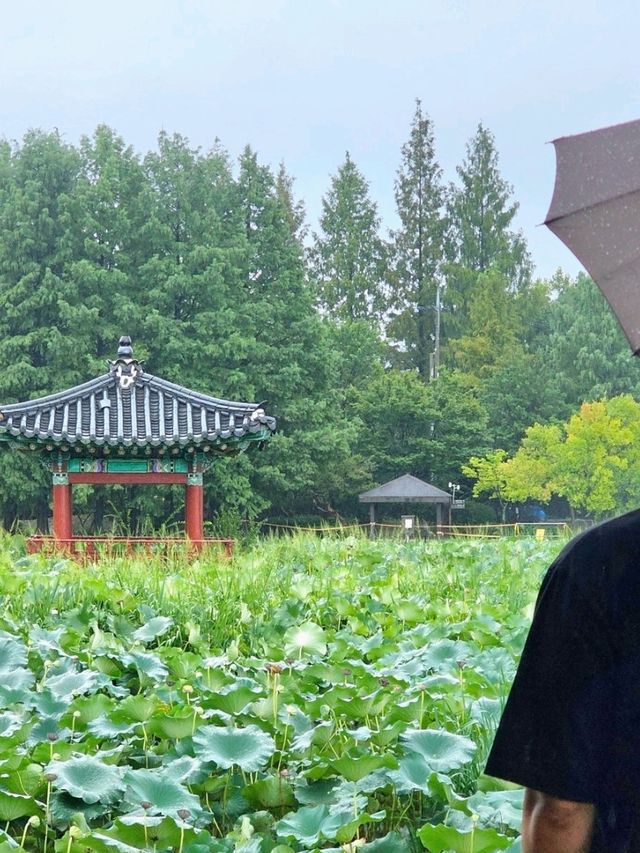 전주 사진찍기 좋은 명소 덕진공원