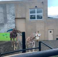 【旭川市旭山動物園】北海道🌟
