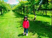 🇳🇿 Farm Tour @ Agrodome, Rotorua